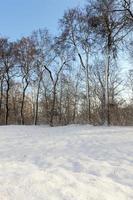 Bäume im Wald im Winter foto