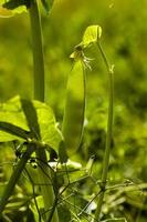 Erbsensprossen - die Sprossen von Erbsen, fotografiert von einer Nahaufnahme. geringe Schärfentiefe foto