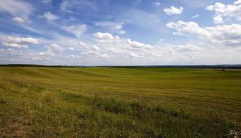 landwirtschaftsfeld, blauer himmel. foto