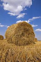 Landwirtschaft hautnah foto