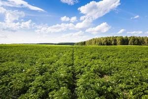 Kartoffelfeld hautnah foto