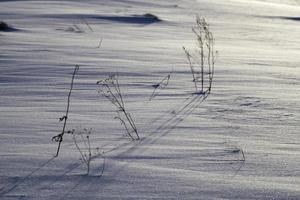 landwirtschaftliches Feld, Nahaufnahme foto