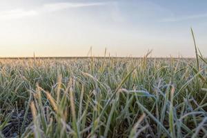 Weizen oder Roggen für den Winter gesät foto