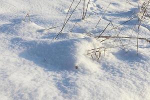 schneefall in der wintersaison und weißer, flauschiger kalter schnee foto