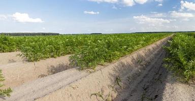 Landwirtschaft ohne GVO foto