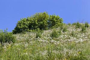 Frühlingslandschaft, Baum foto