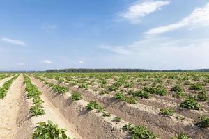 ein landwirtschaftliches Feld, auf dem Kartoffeln angebaut werden foto