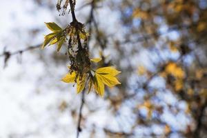 die ersten jungen Blätter an Bäumen foto