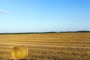 landwirtschaftliches Feld und blauer Himmel foto