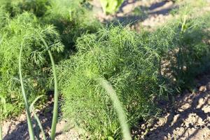 grüner Dill in einem Feld foto