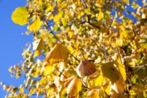 Herbst im Park foto