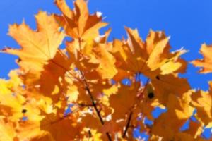 Herbst im Park foto