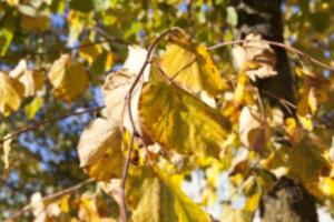 Herbst im Park foto