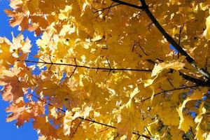 Herbst im Park foto