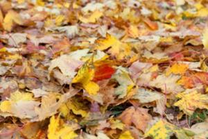 Herbst im Park foto