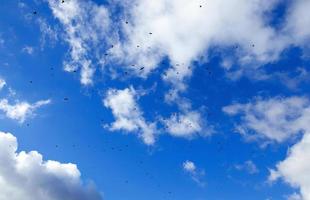 Vögel fliegen in den Himmel foto