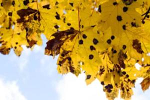 Herbst im Park foto