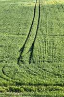echtes organisches grünes Weizenfeld foto