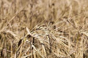 landwirtschaftliche Felder Osteuropa foto