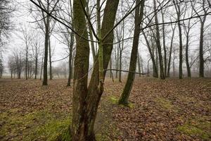 trister Herbstwald foto