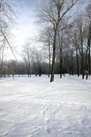 Laubbäume nach Schneefall foto