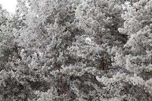 Frost auf Nadeln einer Kiefer foto