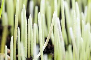 Nahaufnahme von jungem grünen Gras foto