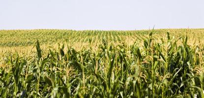 Agrarlandschaft mit Reihen von grünem Mais foto