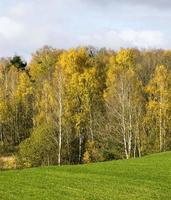 Herbstlandschaft, Wald foto