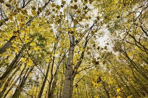 gelbes Herbstlaub foto