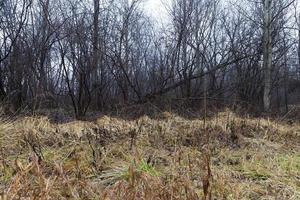 Ahornwald im Herbst foto