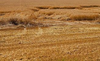 Feld mit Stroh foto