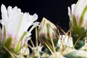 weiße Kaktusblüten foto