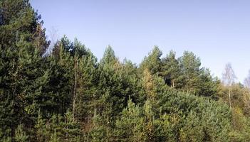 wilder Wald mit Bäumen foto