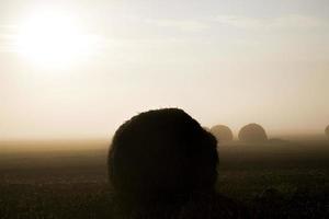 schöner sonnenaufgang im landwirtschaftlichen bereich foto