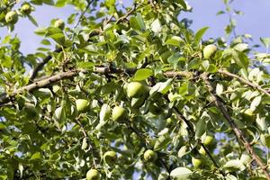 Äpfel an den Ästen foto