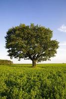 Eiche wächst in einem Feld foto