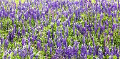 wild blühende Lupine foto