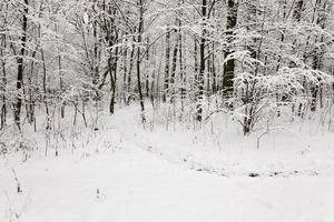 Winterbäume hautnah foto