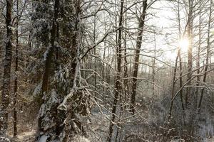 Winterwetter im Park oder Wald foto