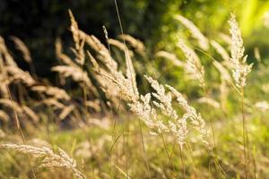 trockenes Gras, Nahaufnahme foto