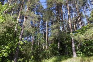 Nadelbäume im Sommer foto