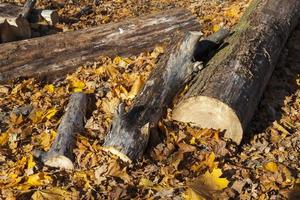 Baumstämme, die in der Herbstsaison im Wald liegen foto