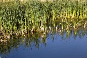 Gras am Ufer foto