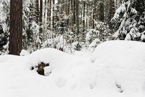 Fichtenwinter. fotografiert foto