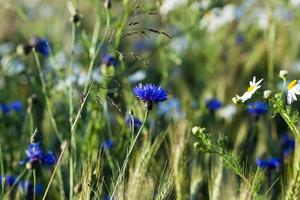 Kamille mit Kornblumen foto