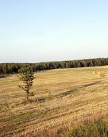 Strohstapel und Baum foto