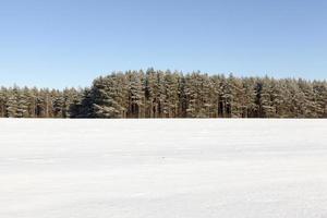 Schnee im Winter foto