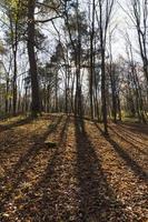 Laubbäume in der Herbstsaison während des Laubfalls foto