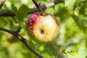 Äpfel am Baum foto